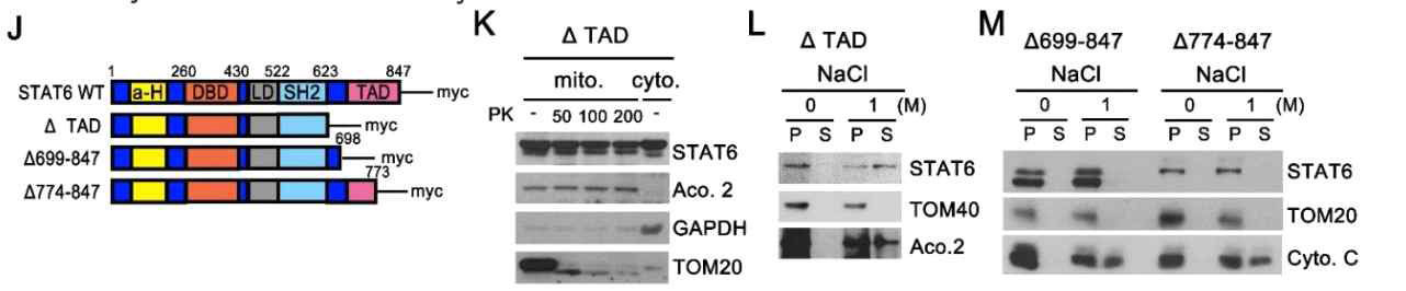 Transmembrane segments in 624-700 residue of STAT6