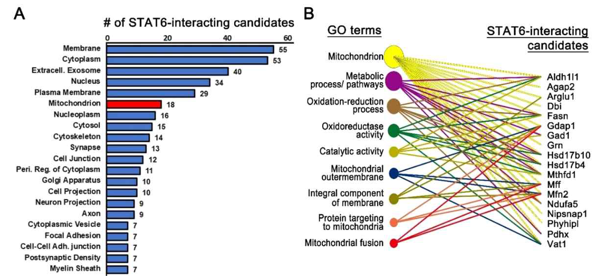 Quantitative label-free mass spectrometry identification of STAT6-binding candidates using STAT6 IP product obtained from mouse brain. (A) Subcellular localization of 89 STAT6-interacting candidates. The STAT6-binding candidates in mitochondrion are marked with red. The 18 STAT6-binding candidates in mitochondrion were analyzed by DAVID functional annotation corresponding to GO terms