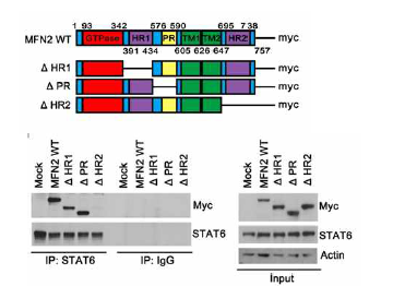 MFN2 partial deletion mutant를 이용하여 MFN2 의 STAT6 와의 binding site 확인