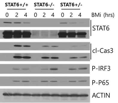 STAT6 KO mice로부터 배양한 성상세포를 이용한 실험