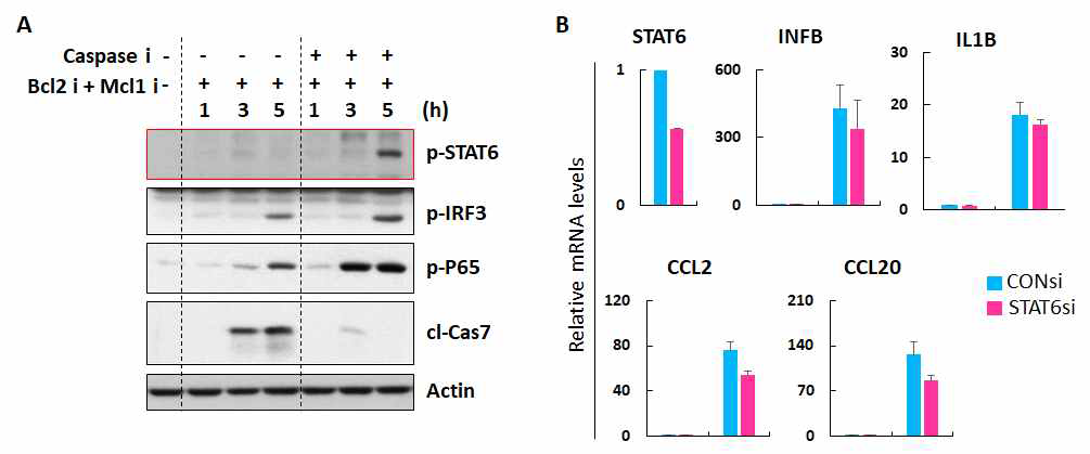 신경성상세포에서 mtDNA 유출 자극에 의한 STING-STAT6 활성화 A. mtDNA 유출 자극 후 STAT6 활성화 확인. B. mtDNA 유출 자극-유도된 염증 사이토카인 및 케모카인에 대한 STAT6 의 영향 확인