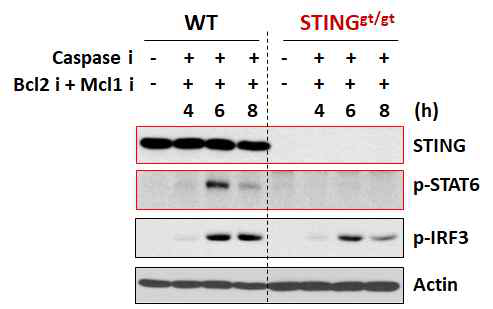 STING 결여 생쥐 (STINGgt/gt) 에서 mtDNA 유출자극에 의한 STAT6 활성화가 억제됨