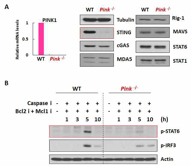 PINK1 결여 생쥐 (Pink -/- )에서 STING 단백질 및 STAT6 활성화 확인. A Pink -/- 생쥐에서 STING 단백질의 발현 이 감소된 경향을 보임. B Pink -/- 생쥐에서 mtDNA 유출 유도 된 STING 신호가 정상쥐에 비해 감소되어 있음