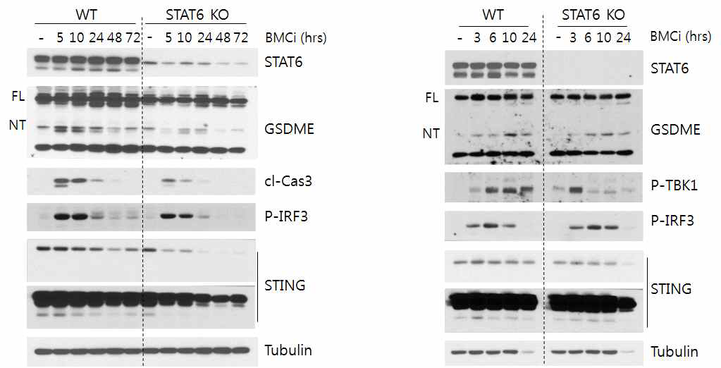 STAT6 KO에 의해 Gasdermin E가 활 성화 됨