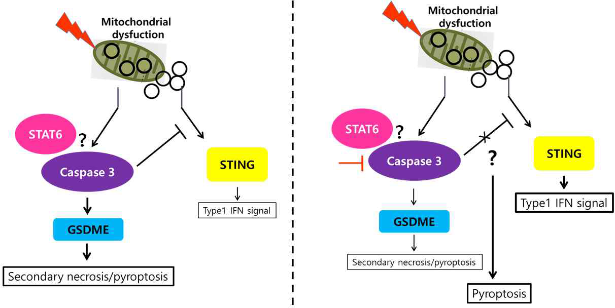 Caspase 3를 통한 apoptotic Vs pyroptotic cell death 전환