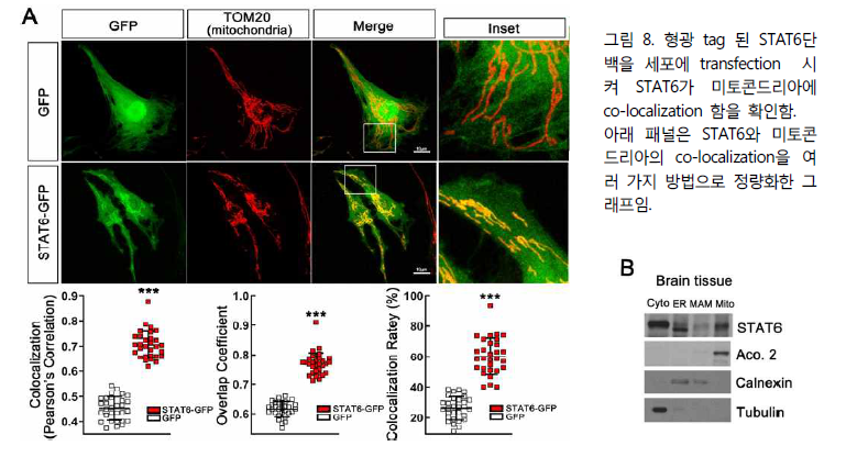 형광 tag 된 STAT6단 백을 세포에 transfection 시 켜 STAT6가 미토콘드리아에 co-localization 함을 확인함. 아래 패널은 STAT6와 미토콘 드리아의 co-localization을 여 러 가지 방법으로 정량화한 그 래프임