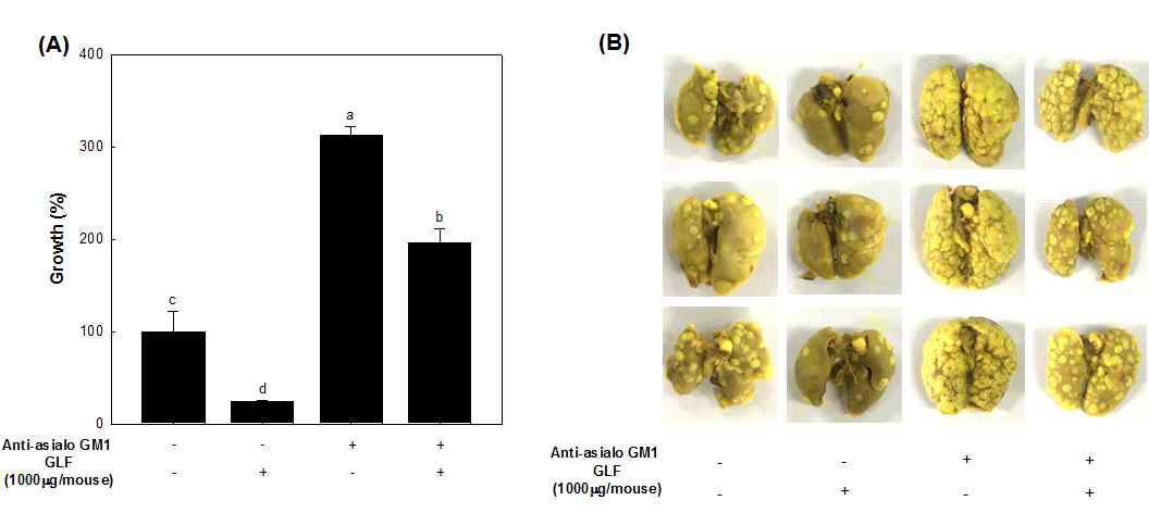 NK cell이 제어된 mouse에서의 GLF-0에 대한 항전이 활성능 측정 결과