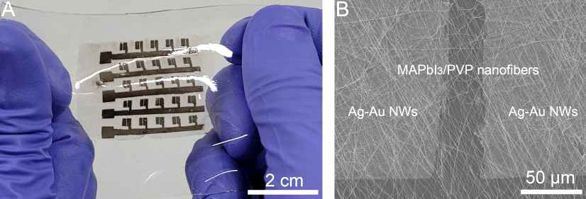 (A) PVP/MAPbI3 – Ag/Au 합금 나노와이어 기반 스트레처블 광센서의 실물 사진. (B) 실제 소자 구성을 보여주는 SEM 사진