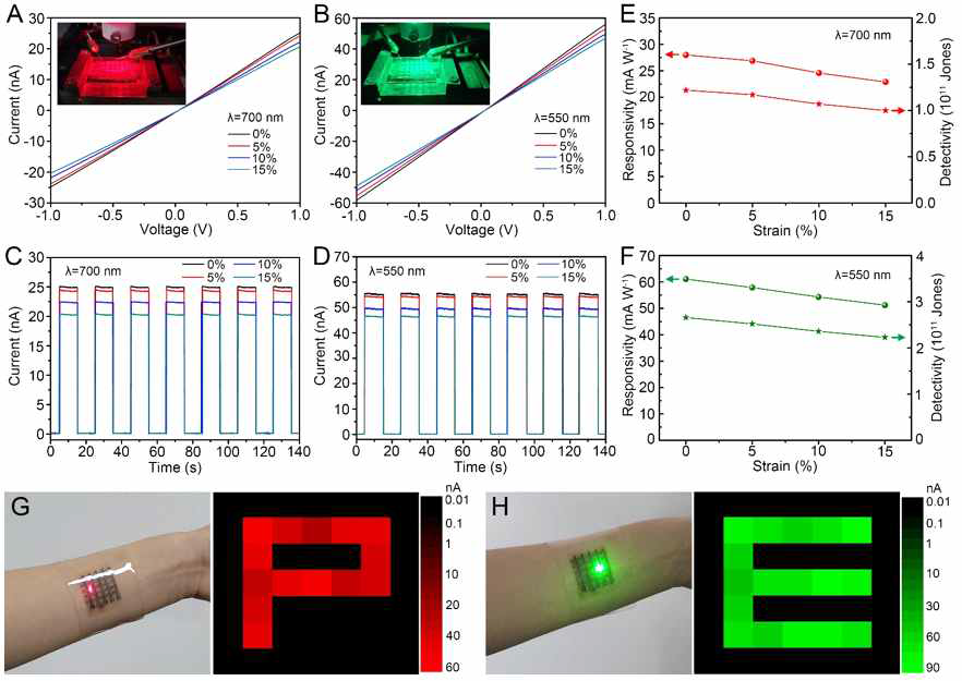 (A, B) 파장 700 nm와 550 nm에서의 광조사에 대한 소자의 광전류-전압 곡선. (C, D) 파장 700 nm와 550 nm에서의 광조사에 대한 소자의 광전류-시간 전압 곡선. 각 파 장에서 0%-15% 변형률까지 on/off switching 테스트를 진행하였으며 소자를 연신한 상태에 서 측정함. (E, F) 파장 700 nm와 550 nm에서 광조사에 대한 소자의 responsivity와 detectivity. 0%-15% 변형률까지 측정하였음. (G, H) 웨어러블 광센서 데모사진 및 실험 결 과. 손목에 부착한 소자는 파장 700 nm와 550 nm에 해당하는 빛을 선택적으로 검출할 수 있으며 소자 어레이로부터 mapping이 가능함을 증명