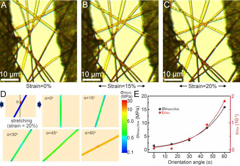 (A-C) 0%, 15%, 20%의 변형률에서 나노 섬유의 형상을 관찰한 광학현미경 (OM) 사진. 20%의 변형률에서부터 섬유에 크랙이 발생함. (D) 인가한 기계적 힘과 나노 섬유의 배열 방향에 따른 스트레스 분포도를 도출한 FEM simulation 결과. (E) FEM simulation으로 부터 도출된 나노 섬유의 배열 방향에 따른 stress, strain fitting 곡선