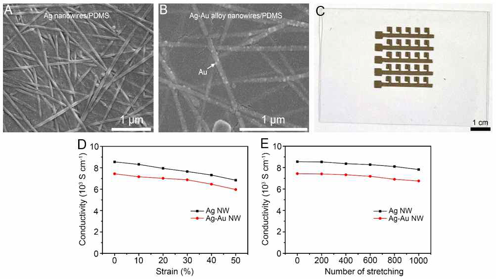 Galvanic 치환 반응을 이용한 실버 나노와이어의 표면 개질 결과 및 변형률에 따 른 전기전도도 변화. (A) PDMS에 임베딩 된 실버 나노와이어의 SEM 사진. (B) Galvanic 치 환 반응 후 실버 나노와이어 표면에 코팅된 Au 나노 크리스탈을 보여주는 SEM 사진. EDX 분석에서 Ag: Au의 비율이 9:1로 확인됨. Galvanic 치환 반응 후에도 나노와이어 형 상이 그대로 유지되어 있음을 알 수 있다. (C) PDMS에 임베딩 된 Ag-Au 합금 나노와이어 기반 신축성 전극의 실물 사진. 용액 프린팅 공정을 이용하여 제조함. (D) 변형률에 따른 실버 나노와이어 전극과 Ag-Au 합금 나노와이어 전극의 전도도 변화 곡선. (E) 1000번의 신축-이완 cycle 테스트에서 각 샘플의 전기전도도 변화를 나타내는 곡선
