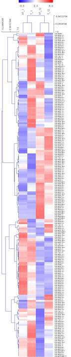 miRNAs의 발현도로 그린 hierarchial cluster heatmap