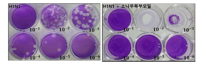 소나무 정유의 plaque assay 결과