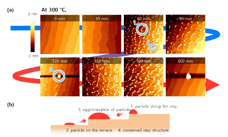 (a) 300 °C 에서 0-600 분 열처리 후의 STF 박막의 AFM 결과 및 (b) 이를 모식도로 나타낸 그림