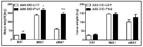 AP1KO쥐에 AAV-DIO 시 스템을 활용한 P1v1 또는 P1v2 발 현 재유도 후 CL-316,243 2days 투여: 각 지방 조직의 무게 측정 (BAT: 갈색지방, iWAT: 서혜부 백 색지방, eWAT: 부고환 백색지방)