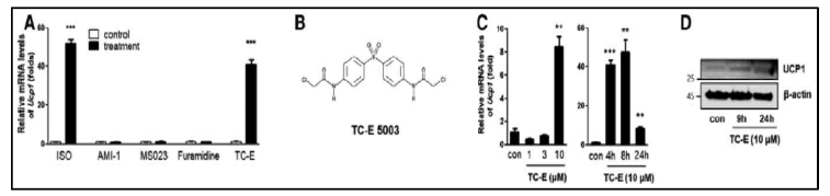 TC-E에 의한 UCP1 발현 증가: A. 초대배양 iWAT 세포에서 각 약물 처리에 따른 Ucp1 mRNA 발현의 변화, B. TC-E의 구조 모식도, C. 초대배양 iWAT 세포에서 TC-E의 농도별, 처리 시간에 따른 Ucp1 mRNA의 발현 변화. D. 초대배양 iWAT 세포에서 TC-E의 처리에 따른 UCP1 단백질의 발현 변화 (β-actin: loading control)