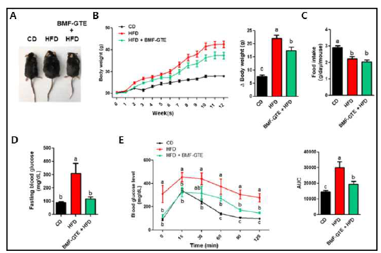 고지방식이 쥐에서 초음파 기법을 이용한 녹차 추 출물의 체중감소 효과 및 혈당 저하 효과: A. 일반식이(CD), 고지방식이(HFD), 고지방식이 +초음파 녹차추출물 투여쥐 (HFD + BMF-GTE), B. 12 주간 각각 그룹 쥐들의 체중 변화, C. 먹이 섭취량, D. 공복 혈당량, E. 당내성 검사를 통 해 측정된 혈당량