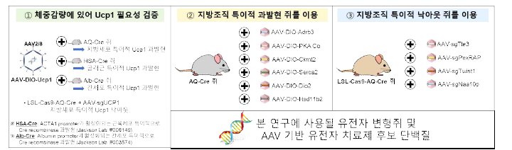 향 후 연구에 사용될 AAV-DIO 시스템의 활용 예시