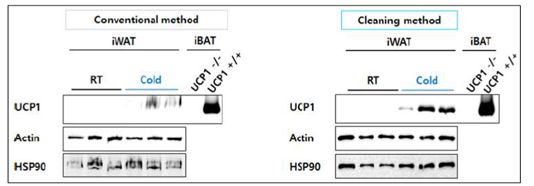 Cleaning method 사용에 의한 지방조직 단백질 검출이 선명해짐