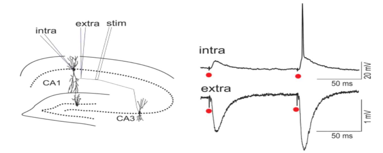 Intra-와 extra-cellular 신호의 차이점