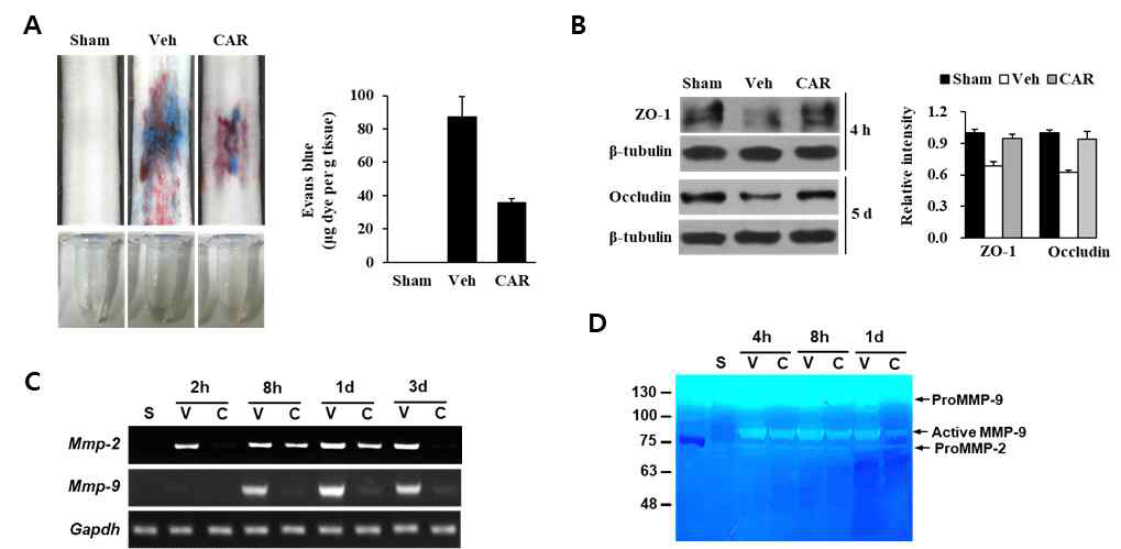 척수혈관장벽 손상에 미치는 TRPM7의 영향. (A) Evans blue assay, (B) Western blot for ZO-1, occludin, (C) RT-PCR for MMP-2, MMP-9, (D) Zymography for MMP-2, MMP-9