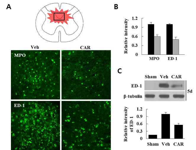 척수손상 후 neutrophil(MPO-positive)과 macrophage(ED-1-positive) infiltration 확인. (A) Immunohistochemistry for MPO and ED-1, (B) Fluorescence intensity, (C) Western blot for ED-1