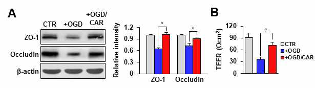 bEnd.3 cell에서 tight juction protein level 및 TEER에 미치는 carvacrol 영향. (A) Western blot for ZO-1 and occludin (B) TEER