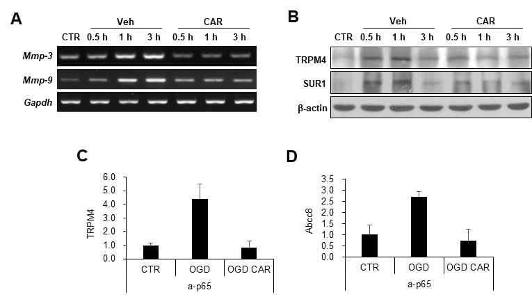 척수혈관장벽 손상에 관여하는 인자들에 대한 영향을 확인. (A) RT-PCR for mmp-3 and -9. (B) Western blot for TRPM4 and SUR1. (C-D) ChIP assay