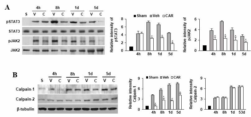 TRPM7과 척수혈관장벽 손상에 관여하는 인자에 대한 영향 확인. (A) Western blot for p-STAT3, STAT3, p-JAK2, JAK2 (B) Western blot for Calpain-1 and Calpain-2