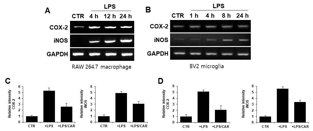 macrophage, microglia culture에서 염증매개물질 변화 양상 및 TRPM7과 상관성 확인. (A) RT-PCR for COX-2 and iNOS (Raw 264.7 macrophage) (B) RT-PCR for COX-2 and iNOS (BV2 microglia) (C) Densitometric analysis of RT-PCR for COX-2 and iNOX in Raw 264.7 cell (D) Densitometric analysis of RT-PCR for COX-2 and iNOX in BV2 cell