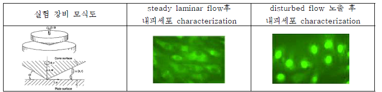 혈관내피세포 (HUVEC)세포의 배양 및 in vitro 실험을 위한 plate and cone appratus 실험 검증