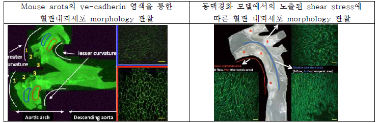 shear stress에 따른 혈관 내피세포 morphology 관찰