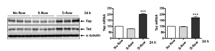 Shear stress 조건에서 YAP/TAZ의 발현 차이를 분석