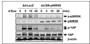 p90RSK 활성 저하에 따른 YAP 인산화 증가 분석