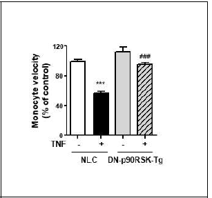 p90RSK 활성 저하에 따른 혈 관내 monocyte velocity 변화 분석