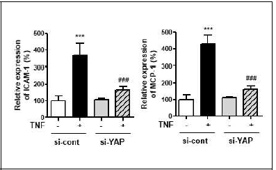 YAP 발현 조절을 통한 EC 염증인자들의 mRNA 발현 변화 분석