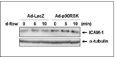 p90RSK 활성 증가에 따른 염증분자 ICAM-1 단백질 발현 증가 분석