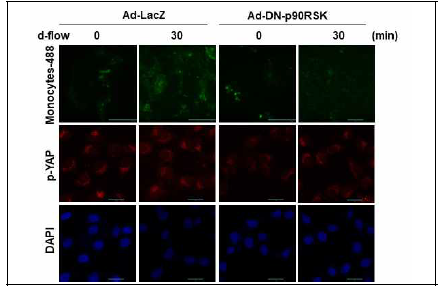 p90RSK 활성 저하에 따른 monocyte-내피세포 interaction의 감소 및 YAP인산화 변화 분석