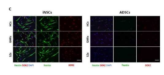 염색을 통해 HC, GHR, SZ의 hADSC와 분화유도된 iNSC 신경구에서 NSC 마커인 Nestin， Sox2의 발현을 확인. Green : Nestin Red : SOX2 blue : DAPI (scale bar : 100μm)