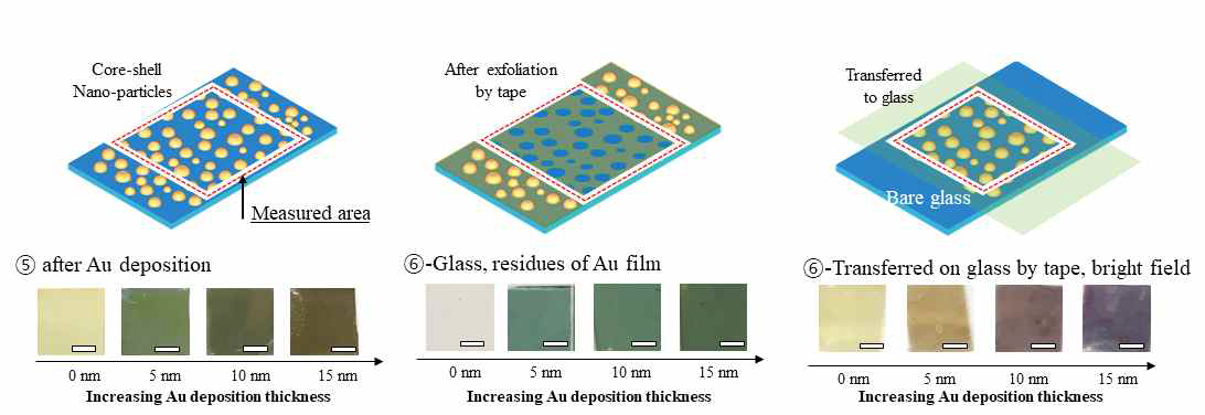금 박막 두께에 따른 은입자-금박막의 색상변화 (왼쪽), 테이르플 이용한 선택적 박 리 이후 남아 있는 금 박막의 색상 변화 (가운데), 테이프로 박리된 은-금 입자의 색상변화 (오른쪽)