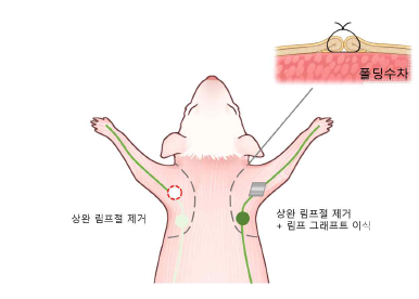 림프 그래 프트 실험에 사용 된 상지 림프부종 모델과 림프절 이 식 방법