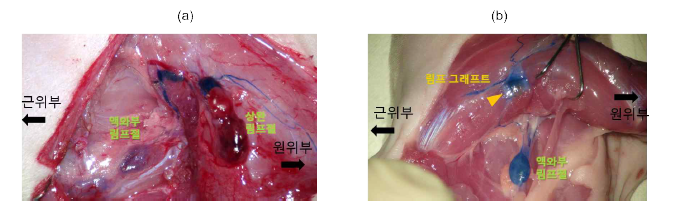 재절제를 통한 림프 그래프트의 림프액 수송 평가에서도 정상 상완 림프절 연결과 유사하게 림프액을 액와부 림프절까지 수송함을 확인하였음