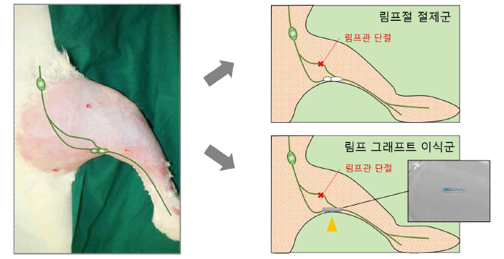 NZW 토끼 중대동물 림프부종 모델을 이용한 림프 그래프트 이식 및 성능 평가 실험