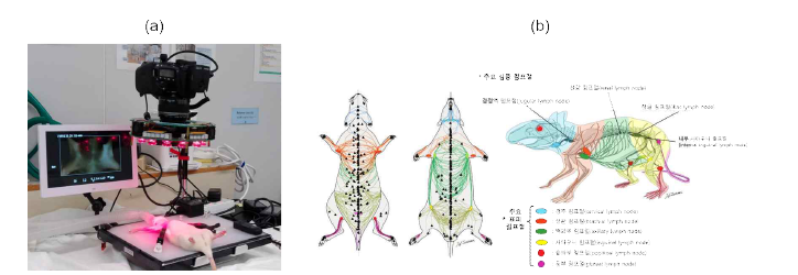 (a) 동물실험 전용 고해상도 형광 조영 시스템을 개발하고 이를 바탕으로 정확한 (b) 동물의 림프 네트워크를 파악함