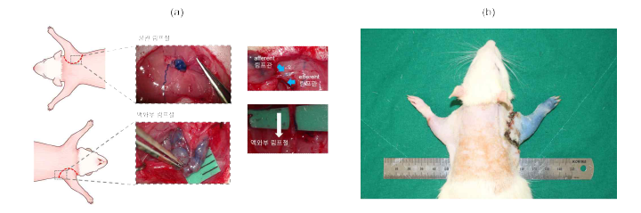 상지 림프부종 모델에 관련된 상완 림프절 및 액와부 림프절, (b) 림프부종 질병 모델 제작 연구 를 통해 성공적으로 상지 림프부종 모델을 제작함(우측 상지)