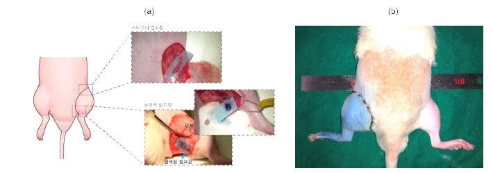 하지 림프부종 모델에 관련된 슬와부 림프절 및 사타구니 림프절, (b) 림프부종 질병 모 델 제작 연구를 통해 성공적으로 하지 림프부종 모델을 제작함(좌측 하지)