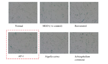 Effect of natural compounds on MGO-induced senescence-associated β-galactosidase (SA-β-Gal) activity in IMR90 cells