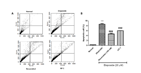 AP-1 induces apoptosis in IMR90 cells. (A) Representative flow cytometric plots of apoptosis assay. (B) Percentage of apoptotic IMR90 cells