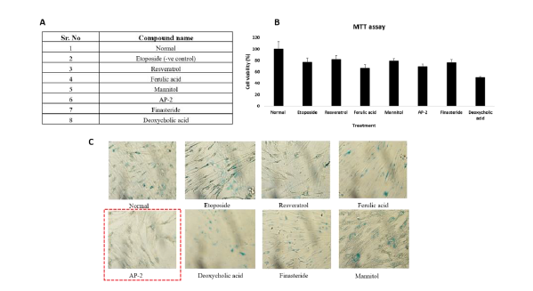 (A) Identification of Effective compounds. (B) Effect of effective compounds on cell viability of IMR90 IMR90 cell in etoposide-induced senescence-associated β-galactosidase (SA-β-Gal) activity in IMR90 cells. (C) Effect of Effective compounds on Etoposide-induced senescence-associated β-galactosidase (SA-β-Gal) activity in IMR90 cells