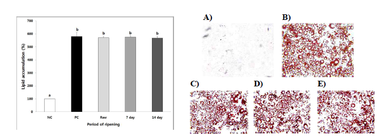 Inhibitory effects of extracts from Wasabia koreana Nakai according to ripening periods on the lipid accumulation in 3T3-L1